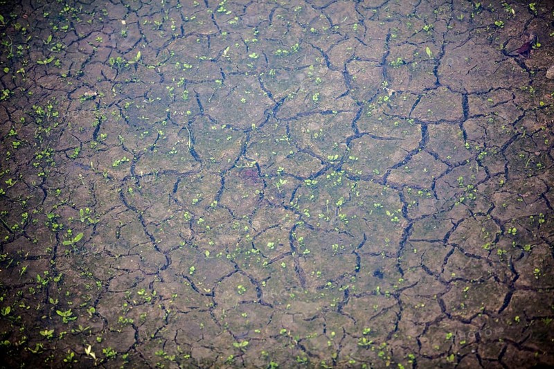 Drought riverbed, Bad Karlshafen, Upper Weser Valley, Weser Uplands, Weserbergland, Hesse, Germany, Europe