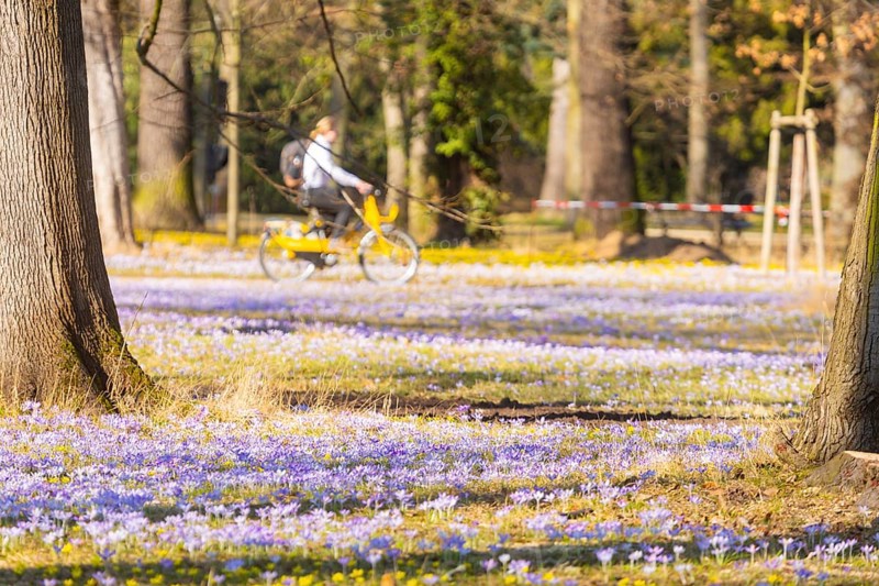 Blooming crocuses and winter aconites on the meadows in the Baroque Park Großer Garten, Dresden, Saxony, Germany, Europe