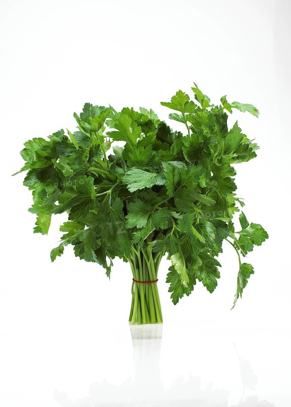 Flat leaf parsley (petroselinum crispum), aromatic plant against white background
