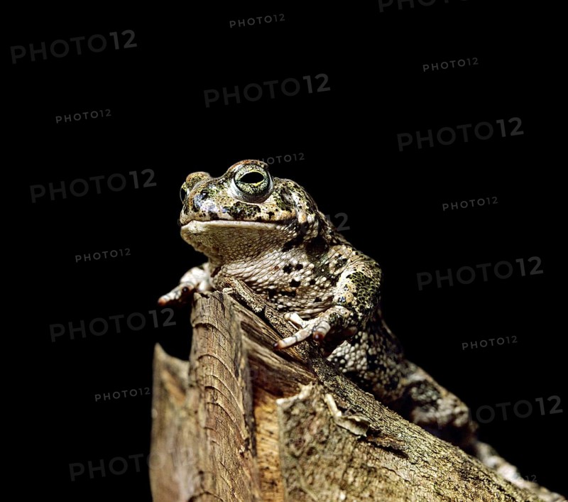 Natterjack Toad (bufo calamita)