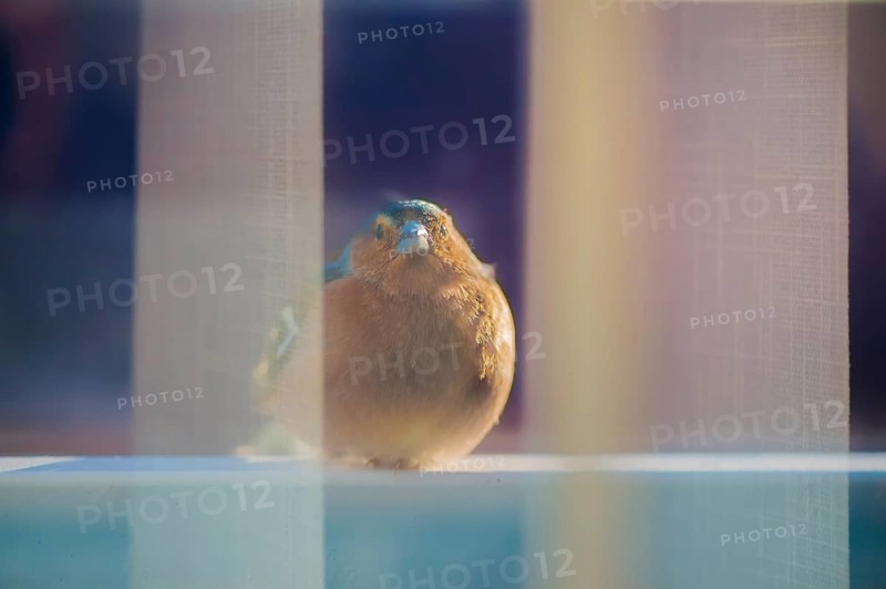 Front view of a chaffinch through the window pane