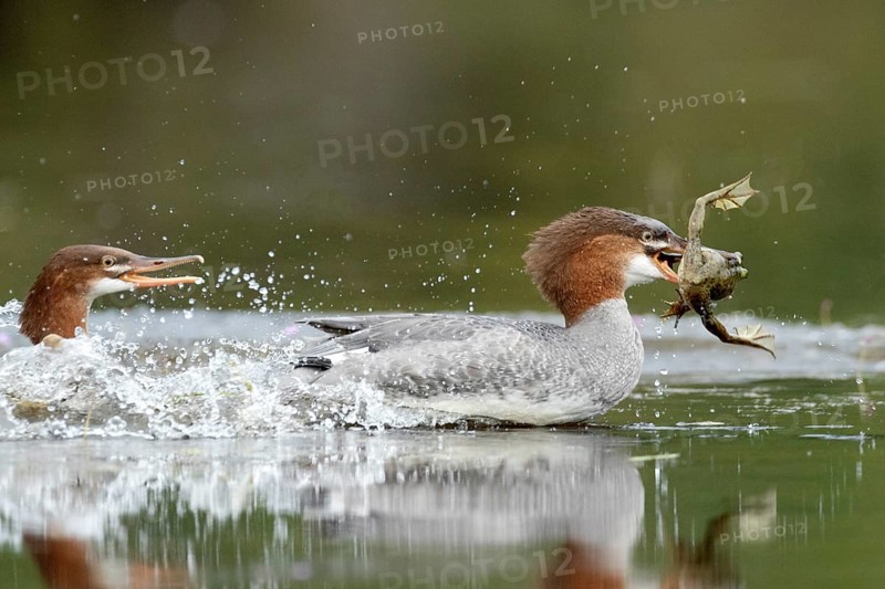 Common merganser. Mergus merganser. A female caught a bull frog and try to escape from a another hungry merganse. Lake Wapizagonke. La Mauricie national park. Province of Québec. Canada