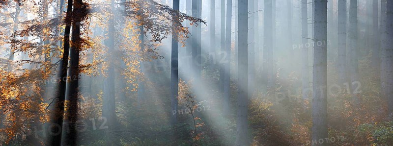 Panorama, spruce forest in autumn with fog, sun shining through the tree trunks, beech with autumn leaves, Harz foreland, Saxony-Anhalt, Germany, Europe