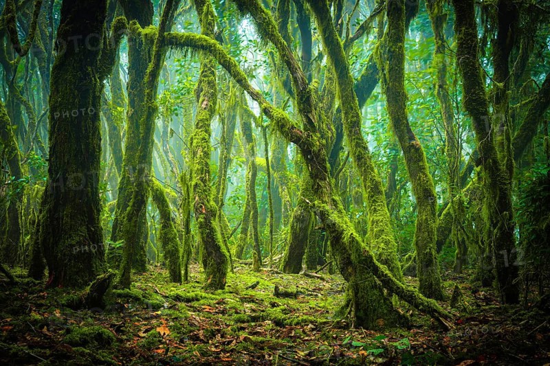 Green, partly foggy laurel forest with moss-covered trees that form a dense and atmospheric scenery, laurel forest, cloud forest, La Gomera, Canary Islands