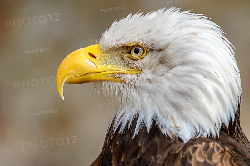 Bald Headed Eagle, close up shot with blurred background