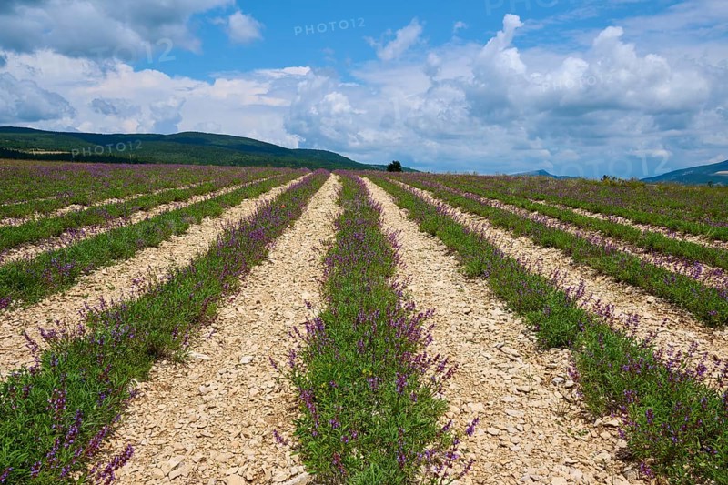 Sage field, in summer, Sault, Department Vaucluse, Provence, France, Europe