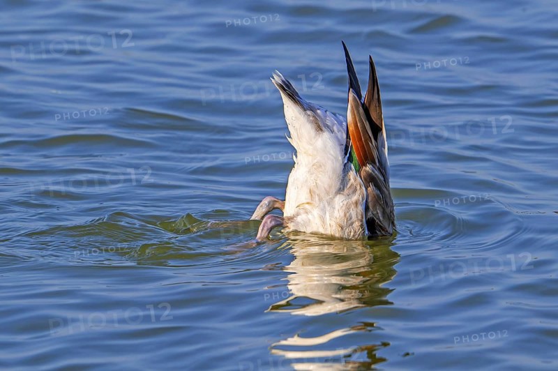 Common shelduck (Tadorna tadorna, Anas tadorna) feeding by upending upside down in water of pond in late summer, autumn