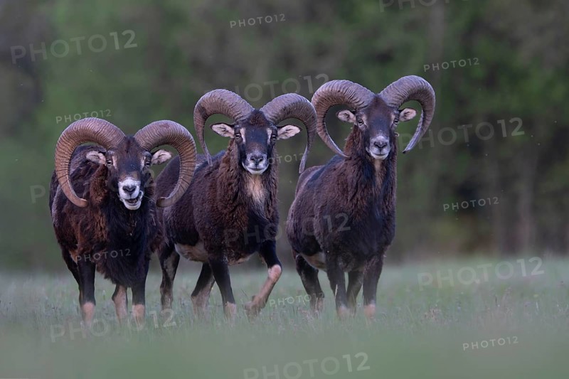 European mouflon (Ovis gmelini musimon, Syn.: Ovis orientalis musimon, Ovis aries musimon), Gerolstein, Eifel, Rhineland-Palatinate, Germany, Europe