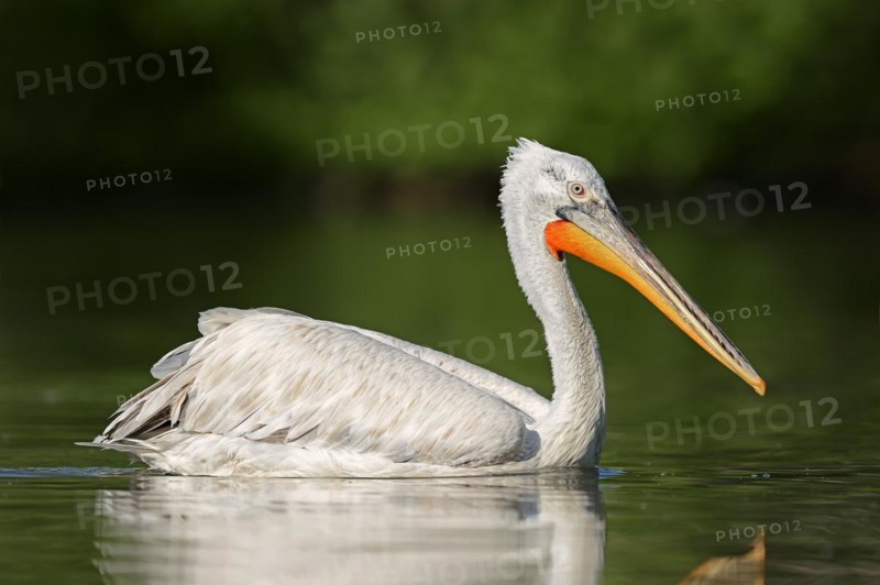 Dalmatian Pelican (Pelecanus crispus), swimming, Lake Kerkini, Central Macedonia, Greece, Europe