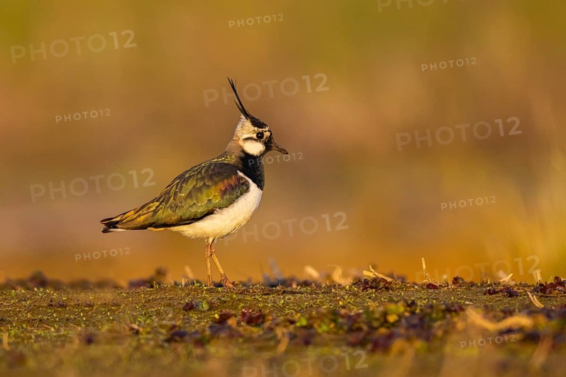 Northern Lapwing (Vanellus vanellus), North Rhine-Westphalia, Germany, Europe