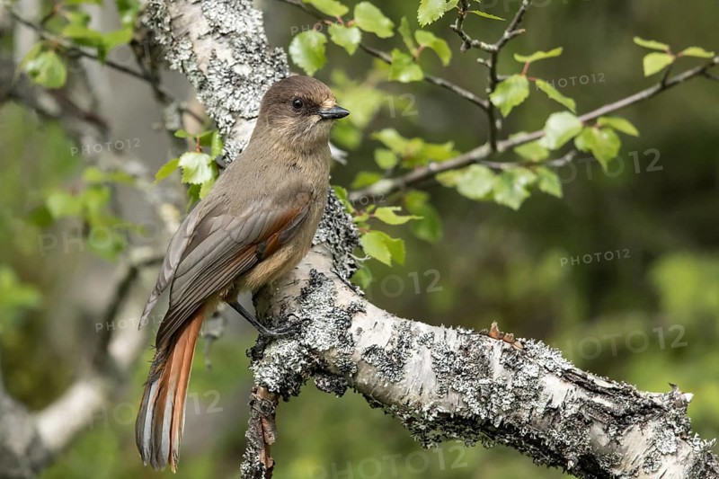 Siberian Jay (Perisoreus infaustus), Dalarna, Sweden, Europe