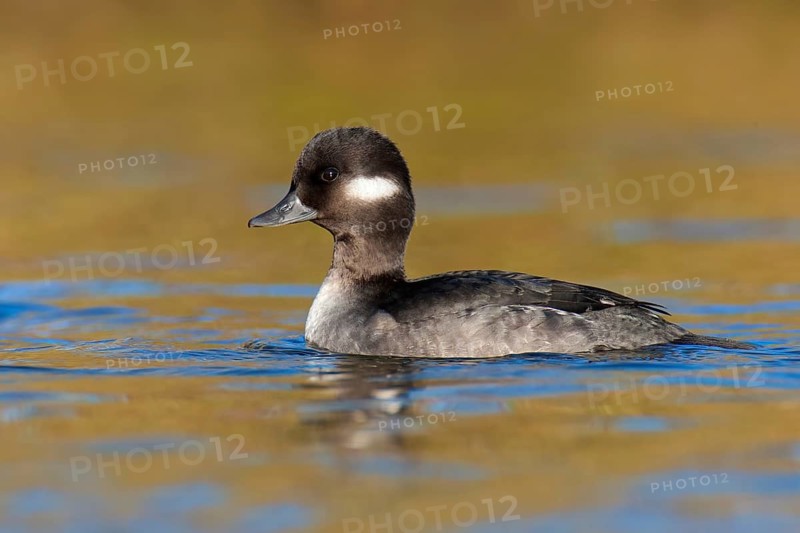 Bufflehead (Bucephala albeola) female, British Columbia, Canada, North America