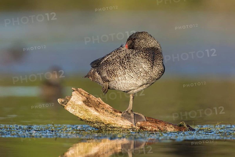 Freckled Duck (Stictonetta naevosa) male, Victoria, Australia, Oceania