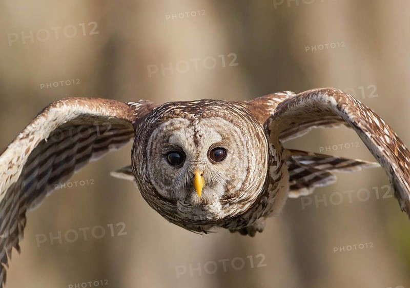 Barred Owl (Strix varia) flying, Florida, USA, North America