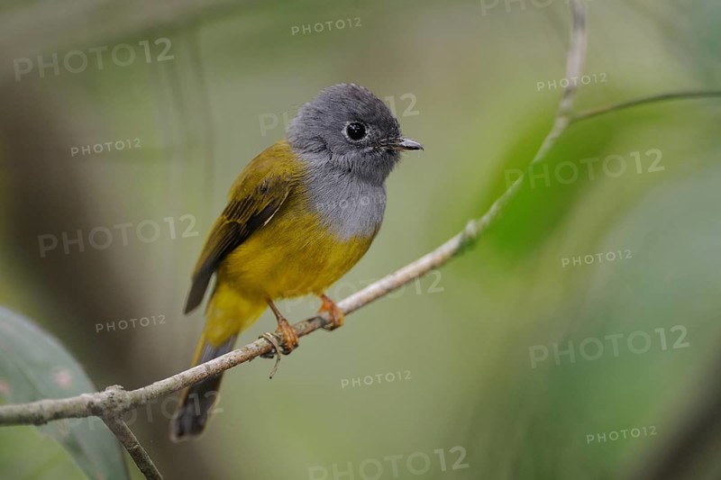 Grey-headed Canary-flycatcher (Culicicapa ceylonensis), Sri Lanka, Asia