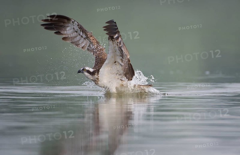 Western Osprey (Pandion haliaetus) flying, Mecklenburg-Western Pomerania, Germany, Europe