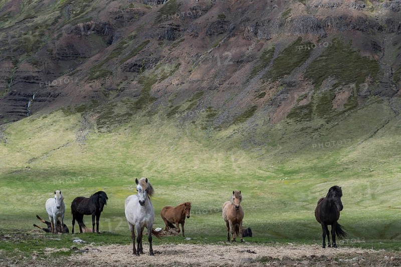 Group of Icelandic horses, Iceland, Europe