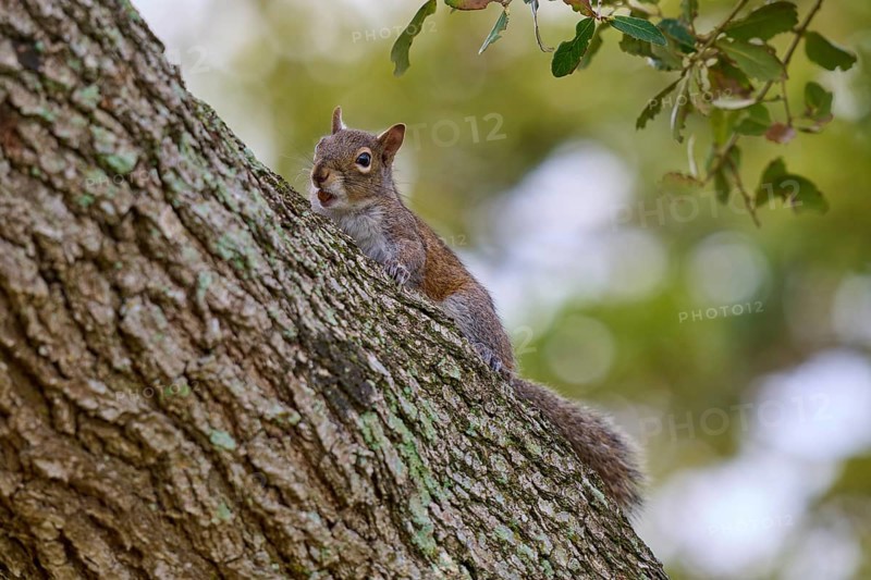 Grey Squirrel (Sciurus carolinensis), climbing on tree, springtime, Florida, USA, North America