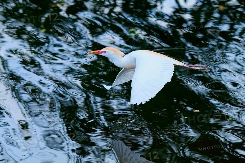Cattle egret (Bubulcus ibis), in fly, springtime, Wakodahatchee Wetlands, Delray Beach, Florida, USA, North America