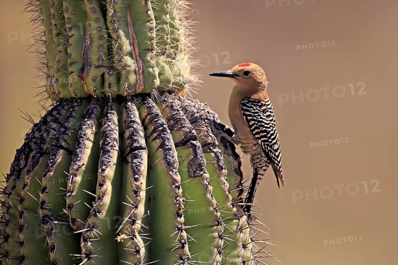 Gila woodpecker (Melanerpes uropygialis), adult, male, on saguaro cactus, foraging, Sonoran Desert, Arizona, North America, USA, North America