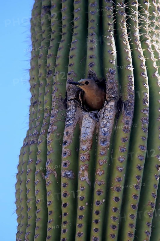Gila woodpecker (Melanerpes uropygialis), adult, female, looking out of breeding cavity, Saguaro cactus, Sonora Desert, Arizona, North America, USA, North America