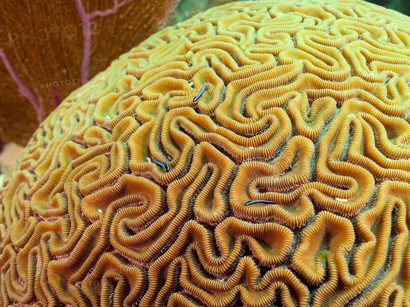 Close-up of a brain coral (Diploria labyrinthiformis) with several neon goby (Elacatinus oceanops) . Dive site John Pennekamp Coral Reef State Park, Key Largo, Florida Keys, Florida, USA, North America