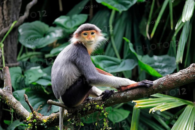 Red-legged monkey (Pygathrix nemaeus), adult, on tree