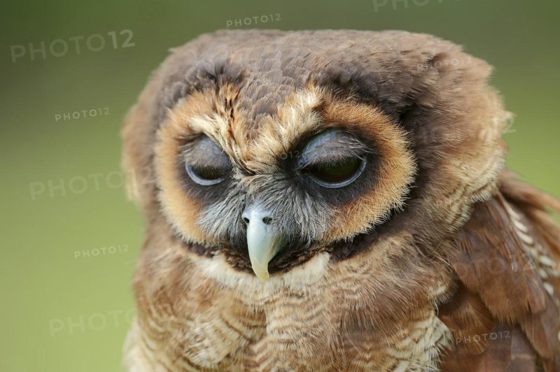 Brown wood owl (Strix leptogrammica), portrait, captive, occurrence in Asia