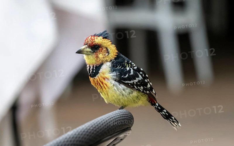 Crested Barbet (Trachyphonus vaillantii) or Black-backed Barbet, sitting on the back of a chair in a restaurant, Kruger National Park, South Africa, Africa