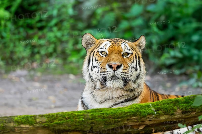 Siberian tiger (Panthera tigris altaica), lying lying behind an old wood, captive, Germany, Europe