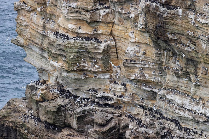 Guillemot (Uria aalge) and kittiwake (Rissa tridactyla), seabird colony in a cliff face, Thurso, Scotland, Great Britain