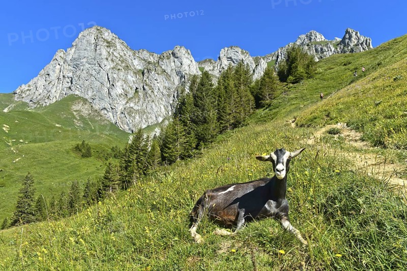 Hornless animal of the Thuringian Forest goat breed lying in the grass on the way to the mountain pass Col de Bise, rock massif Saix de Bise behind, Col de Bise, Chablais, Savoy, France, Europe