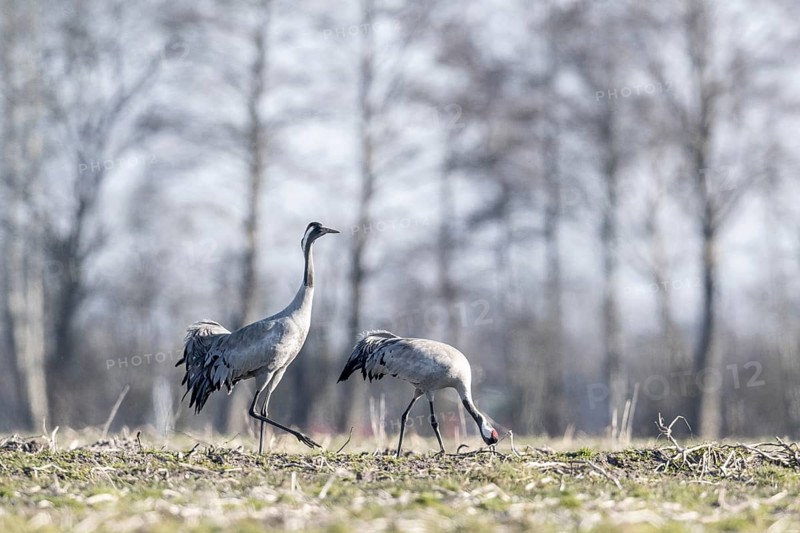 Cranes (Grus grus), Emsland, Lower Saxony, Germany, Europe