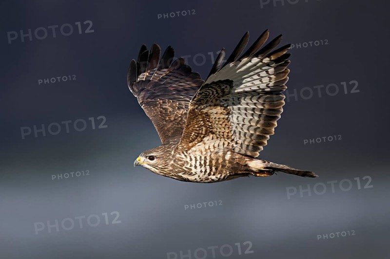 Common buzzard (Buteo buteo), in flight, Switzerland, Europe