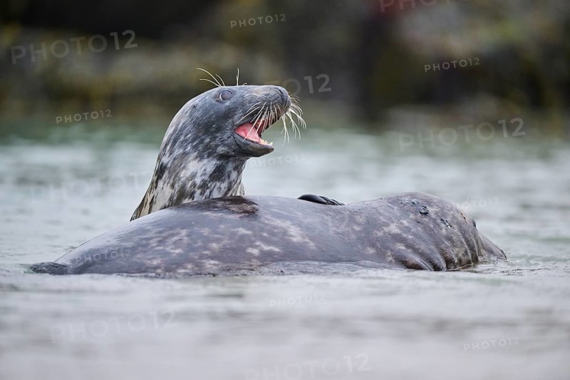 Grey seal (Halichoerus grypus) playing with each other in the water, sea, Düne, Helgoland, Schleswig-Holstein, Germany, Europe