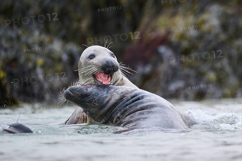 Grey seal (Halichoerus grypus) playing with each other in the water, sea, Düne, Helgoland, Schleswig-Holstein, Germany, Europe