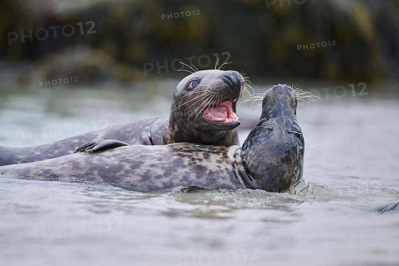 Grey seal (Halichoerus grypus) playing with each other in the water, sea, Düne, Helgoland, Schleswig-Holstein, Germany, Europe
