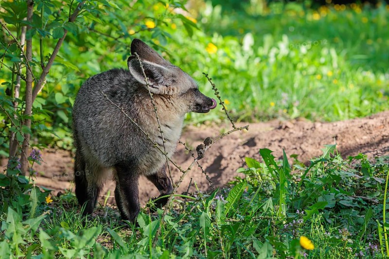 A Bat-eared fox (Otocyon megalotis) stands next to a sandy place in a green meadow on a sunny day
