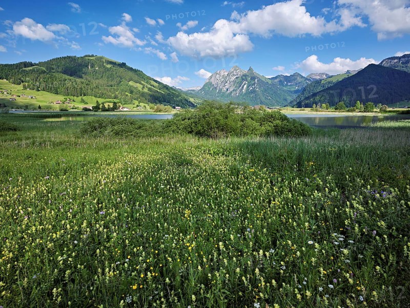 Reed meadow blooming in the background of the, reservoir, Sihlsee, Euthal, Canton Schwyz, Switzerland, Europe