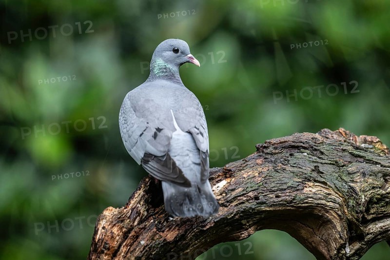 Stock Dove (Columba oenas), Emsland, Lower Saxony, Germany, Europe