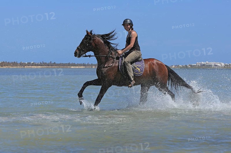 Riding holiday, Djerba, Tunisia, swimming with horses, riding, sea, Africa