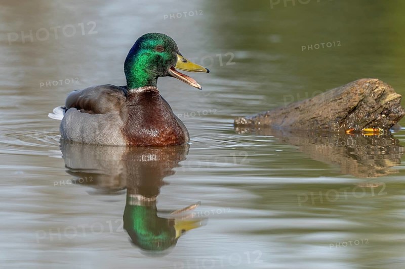 Male mallard duck (Anas platyrhynchos) swimming by opening its beak at the edge of a river in spring. Bas Rhin, Alsace, France, Europe