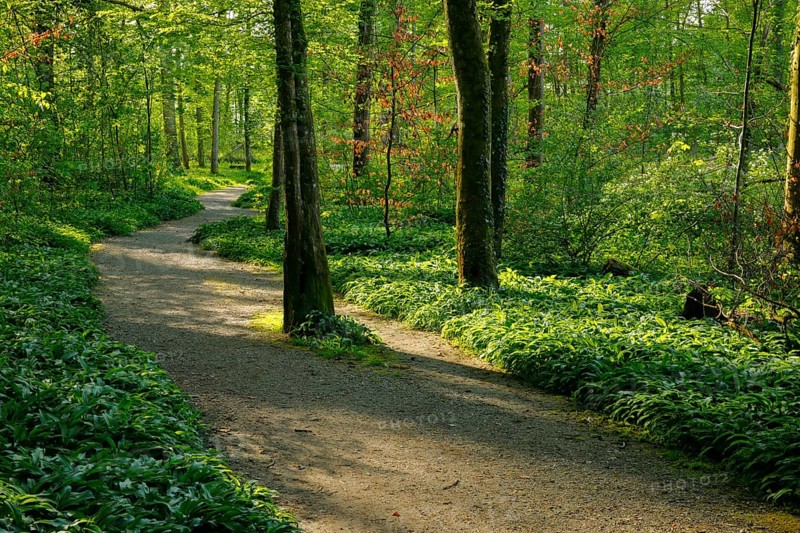 Forest path in the evening light in the canton of Thurgau, Switzerland, Europe