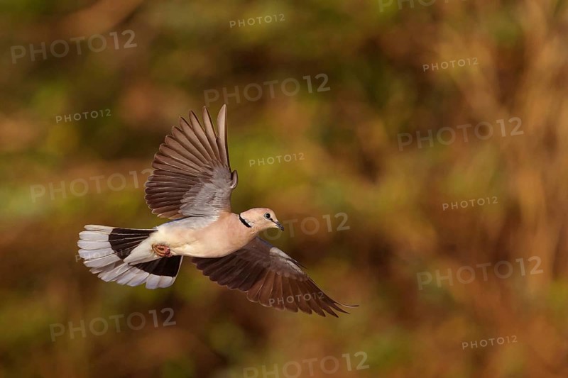 Red-crested Pigeon, (Streptopelia vinacea), Red-winged Turtle Dove, Morgan Kunda lodge / road to Kat, Jajari, North Bank, Gambia, Africa