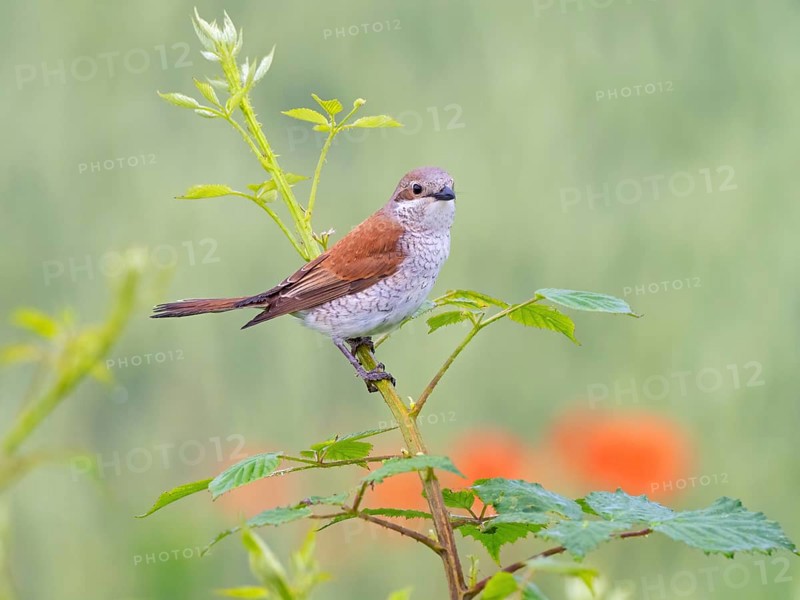 Red-backed shrike, red-backed shrike, thorn-backed shrike, family of shrikes, (Lanius collurio), female, Hockenheim, Baden-Württemberg, Germany, Europe