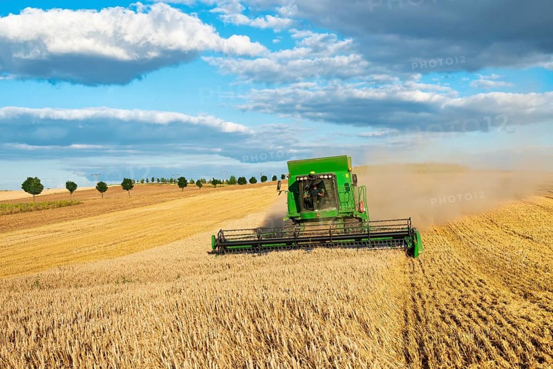 Combine harvester harvesting wheat, endless cornfield, blue sky with cumulus clouds, Saalekreis, Saxony-Anhalt, Germany, Europe