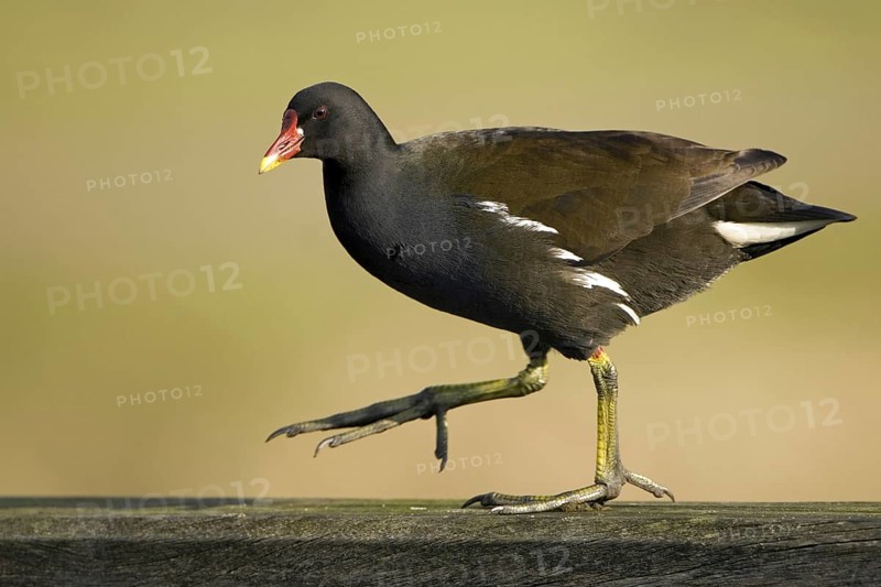 Common Moorhen (Gallinula chloropus), Lower Saxony, Germany, Europe