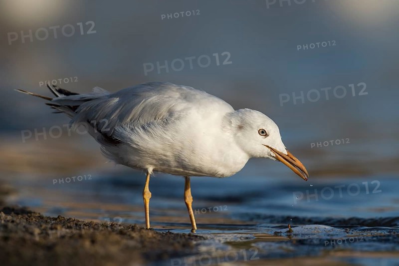 Slender-billed Gull (Chroicocephalus genei) foraging, Eilat, Israel, Asia