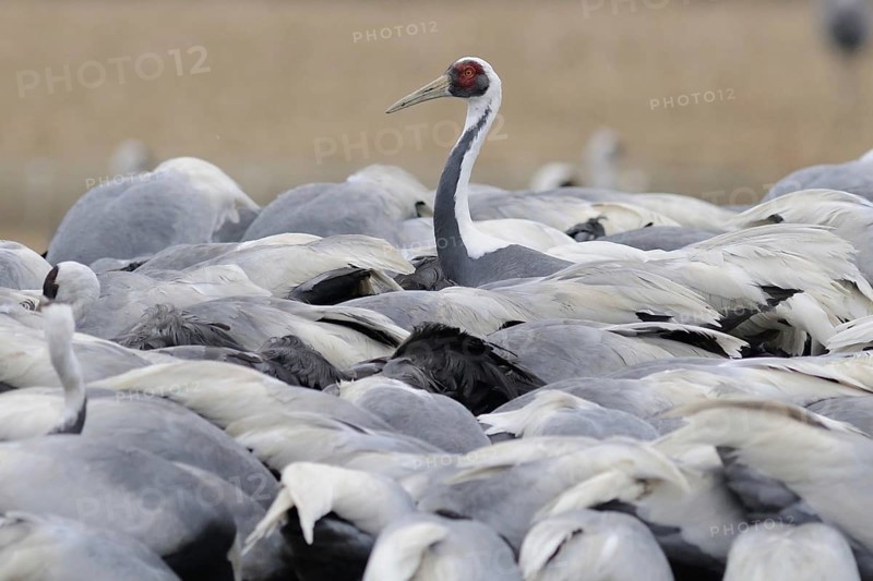 White-naped Crane (Antigone vipio), Arasaki, Japan, Asia