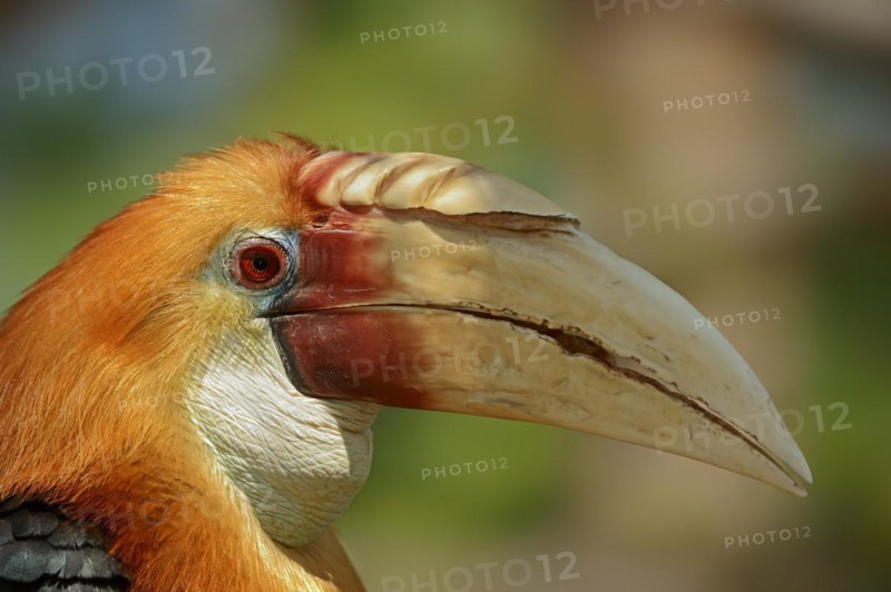 Papua Hornbill (Rhyticeros plicatus, Aceros plicatus), portrait, male, captive, occurring in South Asia